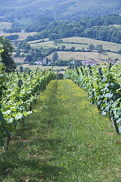 Vineyards in countryside near Saint Jean Pied de Port (St.-Jean-Pied-de-Port), Basque country, Pyrenees-Atlantiques, Aquitaine, France, Europe