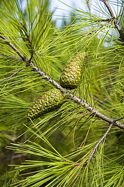 Pine cones and needles, Greece, Europe