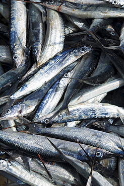 Fresh fish just caught, Tarrafal, Santiago, Cape Verde Islands, Africa