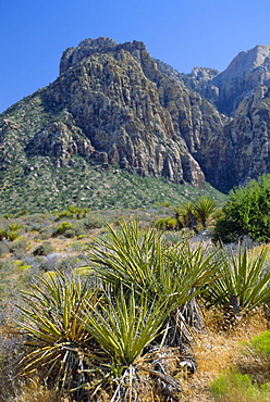 Spring Mountains, 15 miles west of Las Vegas in the Mojave Desert, Nevada, USAALPHA