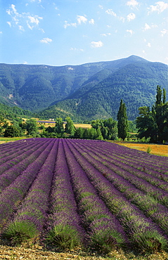 Crop of Lavender, Le Plateau de Sault, Provence, France