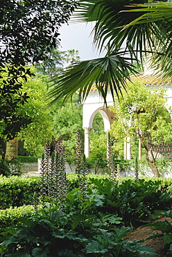 The gardens from the palace wall, the Alcazar, Seville (Sevilla), Andalucia (Andalusia), Spain, Europe