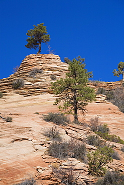 Ponderosa pine tree, Zion National Park in autumn, Utah, United States of America, North America