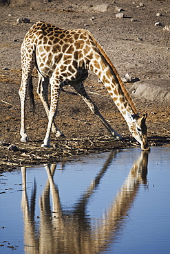 Giraffe (Giraffa camelopardalis) drinking at waterhole, Etosha National Park, Namibia, Africa