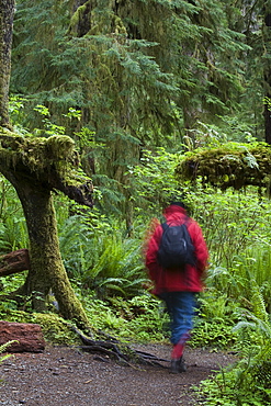 Walker in Quinault Rain Forest, Olympic National Park, Washington State, United States of America, North America