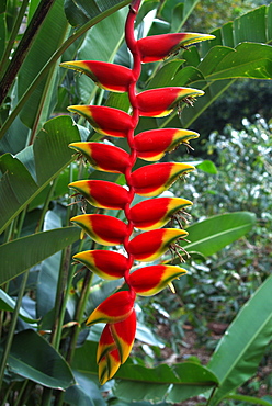 Heliconia flowering plant, Jamaica, West Indies, Caribbean, Central America