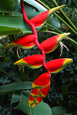 Heliconia flowering plant, Jamaica, West Indies, Caribbean, Central America