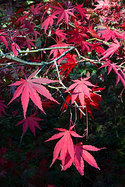 Autumn colours, Westonbirt National Arboretum, Gloucestershire, England, United Kingdom, Europe