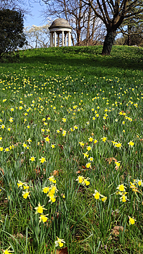 Daffodil Hill, Kew Gardens