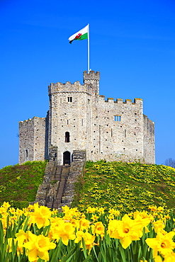 Norman Keep Castle, Daffodils, Cardiff Castle, Wales, UK