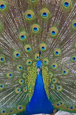 Peacock displaying tail feathers, United Kingdom, Europe