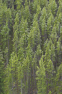 Light dusting of snow on the pines around the Virginia Cascades, Norris to Canyon Road, Yellowstone National Park, UNESCO World Heritage Site, Wyoming, United States of America, North America