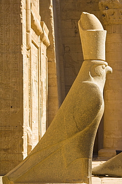 Statue of Horus the falcon outside the doorway to the sandstone Temple of Horus at Edfu, Egypt, North Africa, Africa