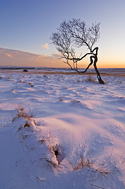 Twisted tree in the snow at sunset, Peak District National Park, Derbyshire, England, United Kingdom, Europe