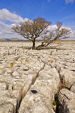 Tree growing through the Limestone pavement of White Scars, Yorkshire Dales National Park, Yorkshire, England, United Kingdom