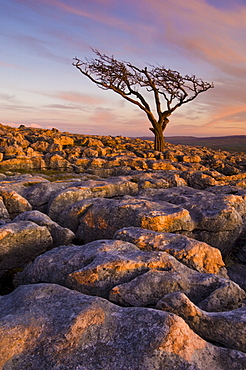 Twisted tree, Twistleton Scar End, Ingleton, Yorkshire Dales National Park, England, United Kingdom