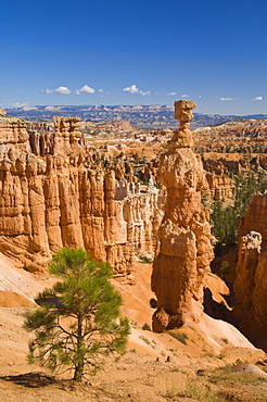 Thor's Hammer, an iconic hoodoo on the Navajo trail, a hiking trail through Bryce Amphitheater, Bryce Canyon National Park, Utah, United States of America, North America