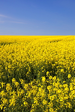 A bright yellow field of oilseed rape (rapeseed oil) (Brassica napus) flowers, and blue sky, Nottinghamshire, England, United Kingdom, Europe