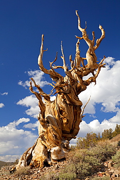 A twisted very old Bristlecone Pine (Pinus longaeva), on sage brush covered slopes of dolomite limestone, in the Ancient Bristlecone Pine Forest Park, Inyo National Forest, Bishop, California, United States of America, North America