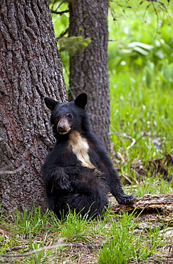 Small American black bear (Ursus americanus) with rare white chest markings, on the Big Trees trail, Round Meadow, Sequoia National Park, Sierra Nevada, California, United States of America, North America