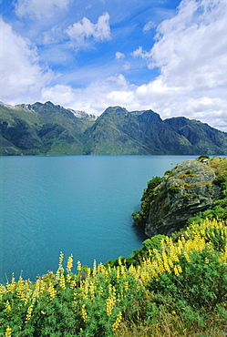 Yellow lupins beside Lake Wakatipu, Canterbury, South Island, New Zealand