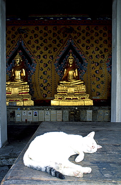 Thailand, Bangkok, Wat Arun Temple, White Cat Asleep In The Cloister, Buddhas Statues At Rear