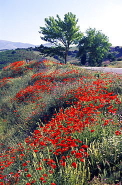 Spain, Andaloucia, Pueblos Blancos (White Villages) Road