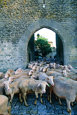 France, Midipyrenees, Aveyron (12), Saint Jean D'alcas, Fortified Medieval Templar City, Herd Of Lacaune Sheep Returning To Stable