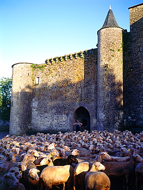 France, Midipyrenees, Aveyron (12)Roquefort Region, Saintjeand'alcas Templar Medieval Village, Herd Of Lacaune Sheep Returning At Dusk