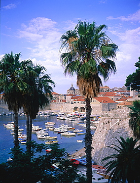 Croatia, Dalmatia, Dalmatian Coast, Fortified City Of Dubrovnik And Harbour Framed By Palms