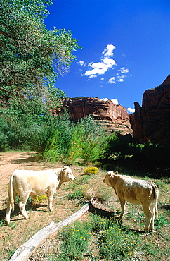 Usa, South West, Arizona, Canyon De Chelly, Navajo Reservation, Cows Grazing At Bottom Of The Canyon