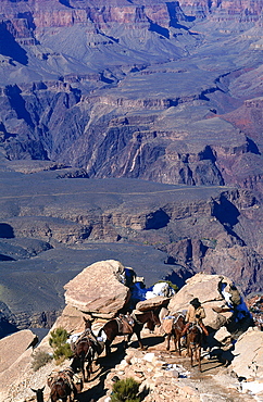 Usa, South West, Arizona, Grand Canyon National Park, South Rim, Mule Caravan Returning From The Colorado River Ranch