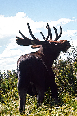 Usa, South West, Wyoming, Near Sundance A Wild Moose