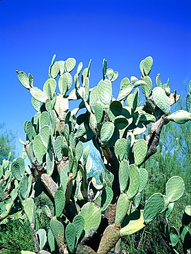 Usa, South West, Arizona, Sonora Desert, Cactus