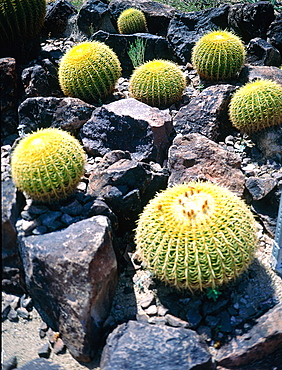 Usa, South West, Arizona, Sonora Desert, Cactus