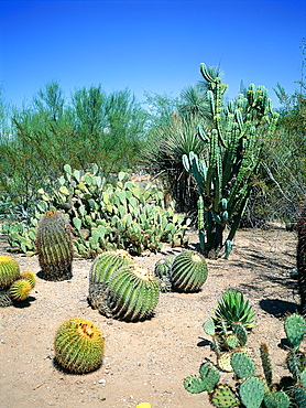 Usa, South West, Arizona, Sonora Desert, Cactus