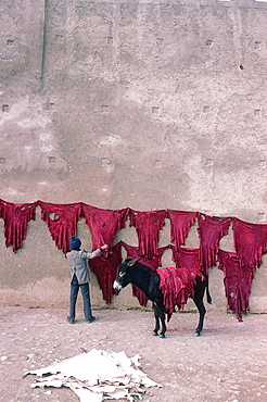 Morocco, Historical City Of Fes, In Winter Near The Tanners Souk (Market) Man Putting Tanned Red Skins To Dry On The Ramparts