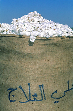 Syria, Syrian Steppe, Region Of Deir Ezzor, Close-Up Of Bag Filled With Harvested Cotton