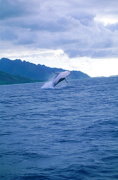 French Polynesia, Windward Islands, Moorea, Humpback Whale Jumping Out Of The Sea