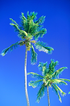 French Polynesia, Palms Against Blue Sky