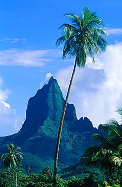 French Polynesia, Windward Islands, Moorea, Palm And Peak