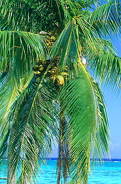 French Polynesia, Palms Against Blue Lagoon