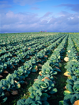 France, Normandy, Manche (50), Near Avranches Cabbage Plantations