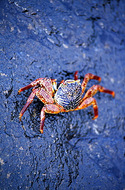 Ecuador, Galapagos Archipelago, Cruise On Board Of Ms Santa Cruz, Fernandina Island, Punta Espinoza, Zayapas Crabs On Lava Rocks At Seaside