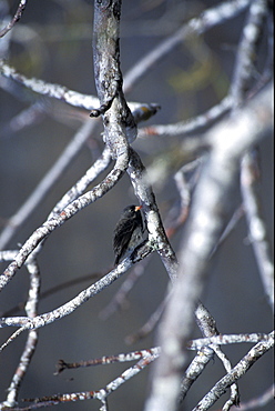 Ecuador, Galapagos Archipelago, Cruise On Board Of Ms Santa Cruz, Isabella Island, Tagus Cove, Fintch Feeding On Berries