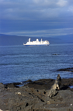 Ecuador, Galapagos Archipelago, Cruise On Board Of Ms Santa Cruz, 