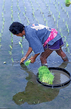 Indonesia, Bali Island, The Ricefields, Man Replanting Rice