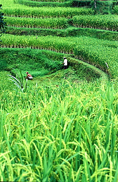 Indonesia, Bali Island, The Ricefields, 