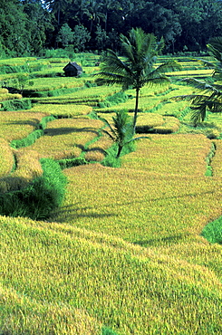 Indonesia, Bali Island, The Ricefields, 