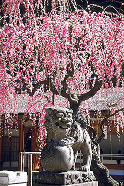 Kanzeon Temple in spring, Okinawa, Japan, Asia